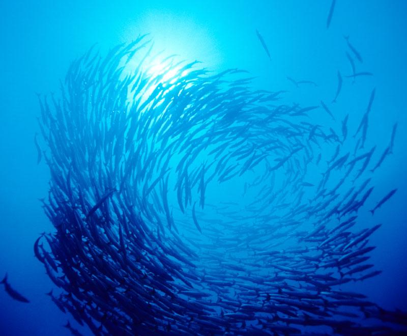 school of fish swimming in circle